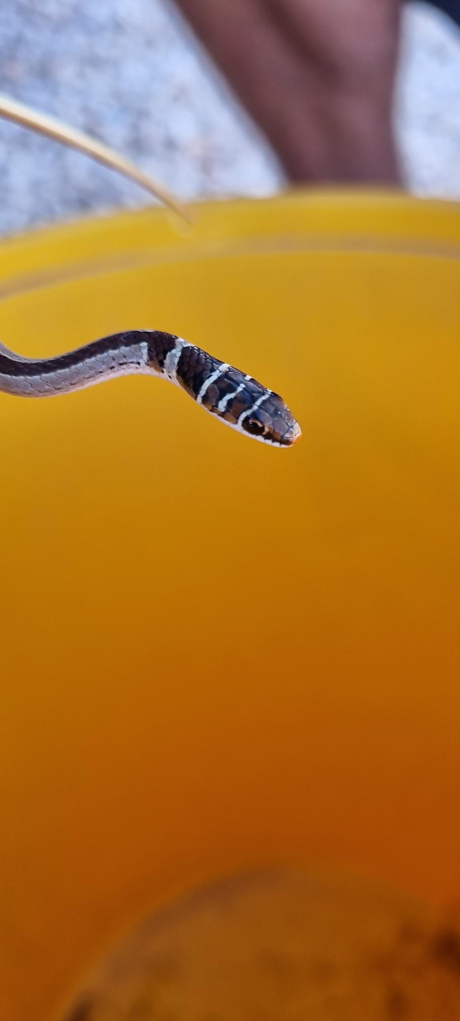 Dwarf Sand Snake