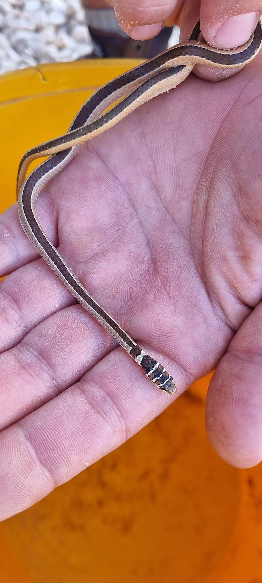 Dwarf Sand Snake