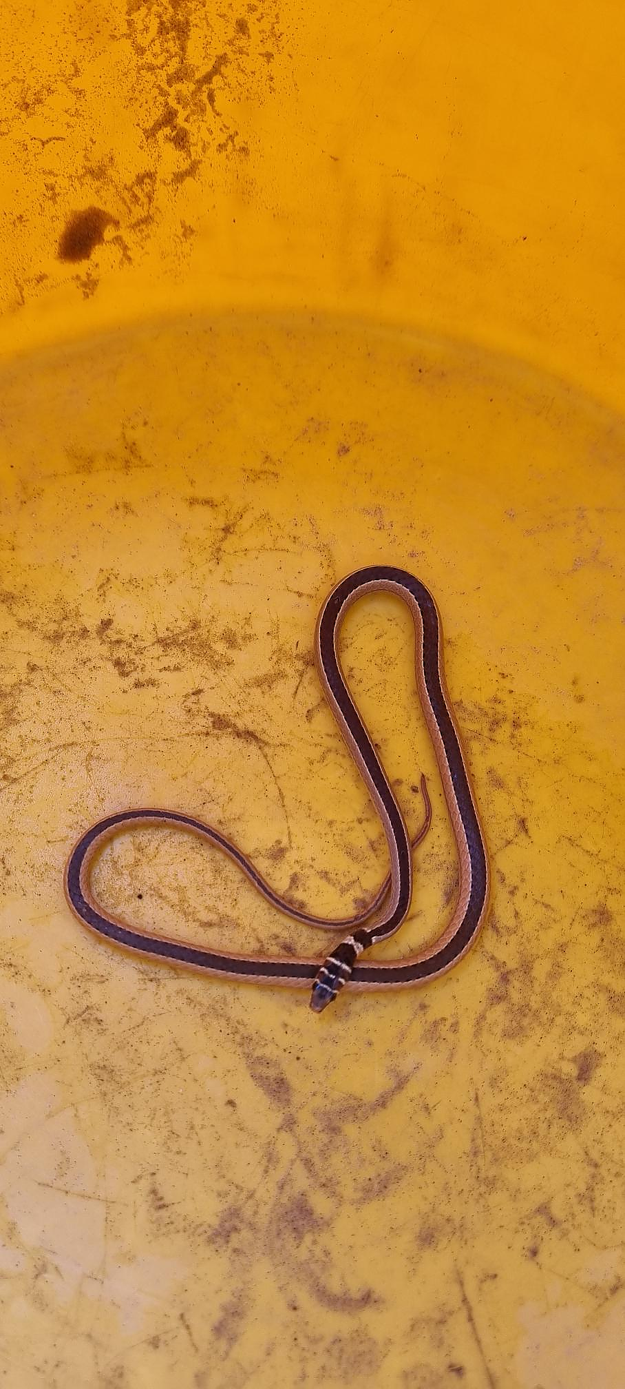 Dwarf Sand Snake