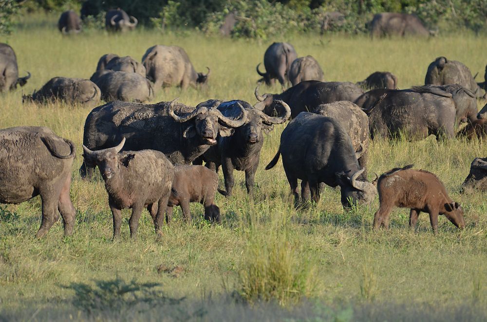Buffalos Zambia