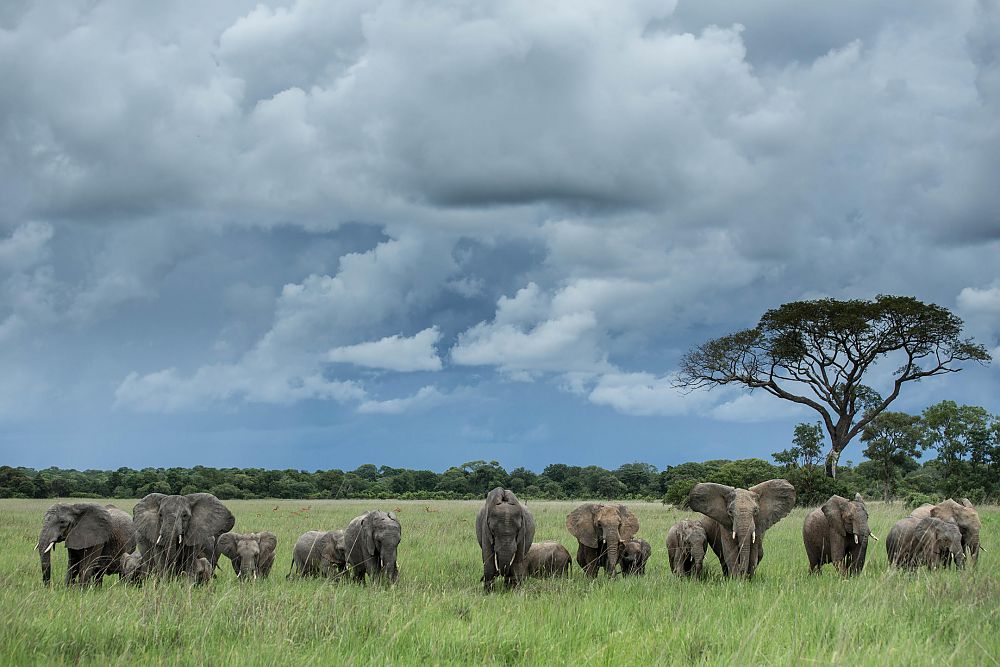 Elephants Zambia