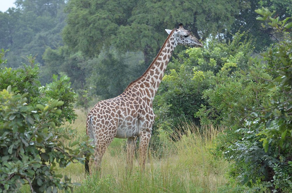 Giraffe Zambia