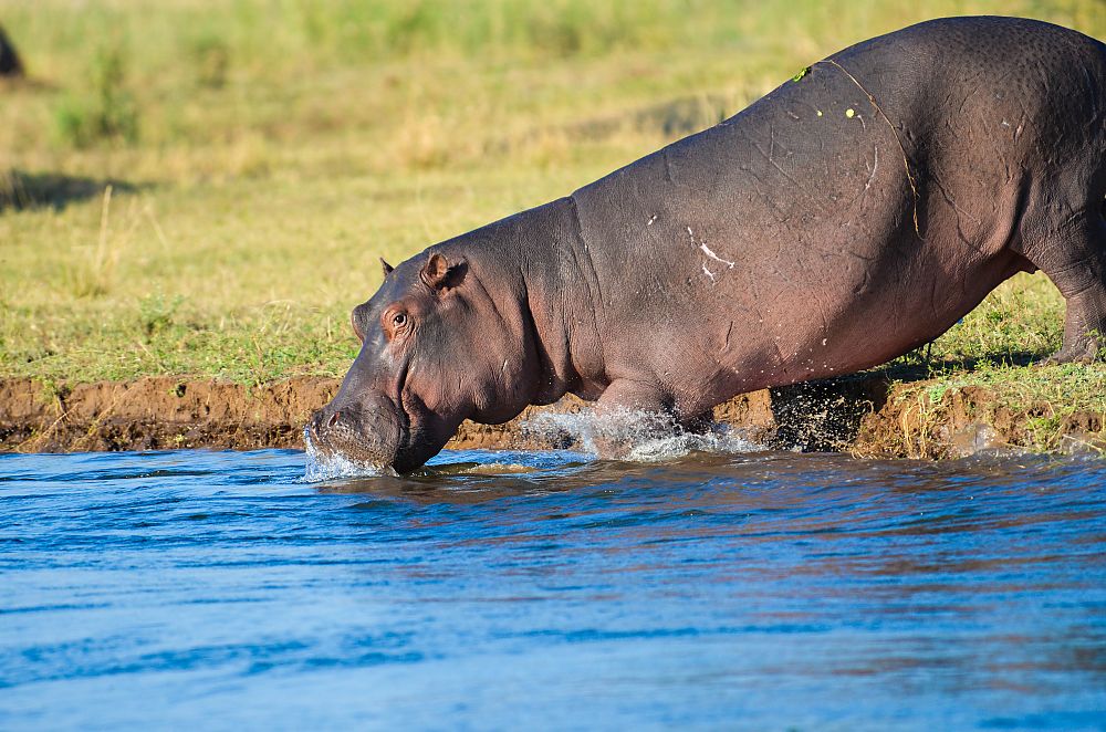 Hippo Zambia
