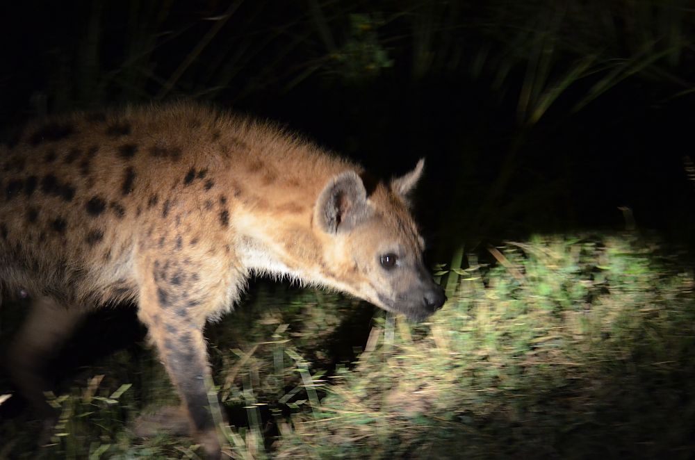 Hyena Zambia