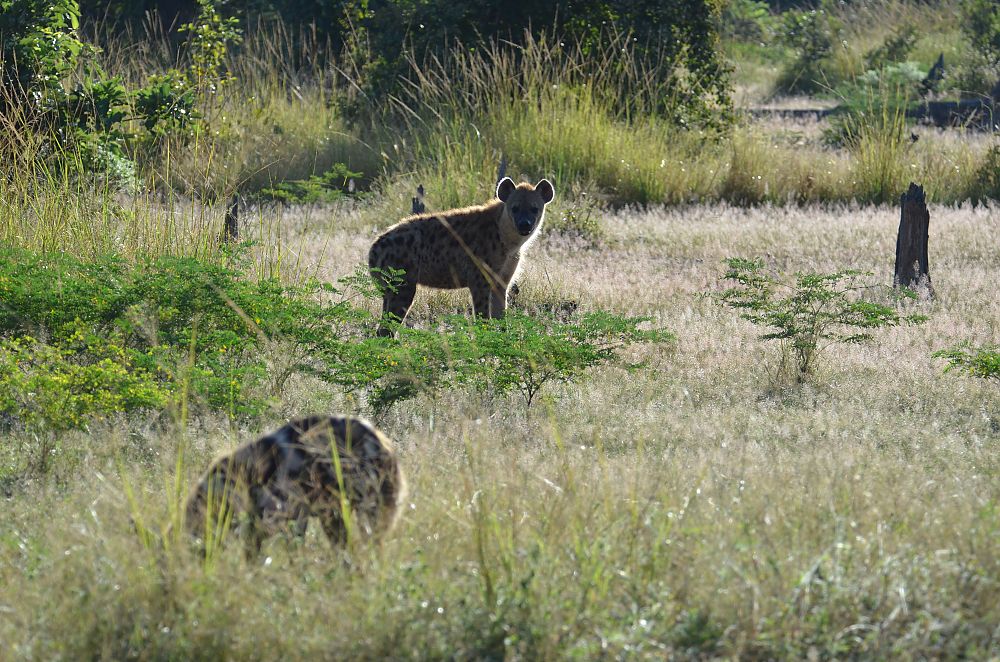 Hyena Zambia