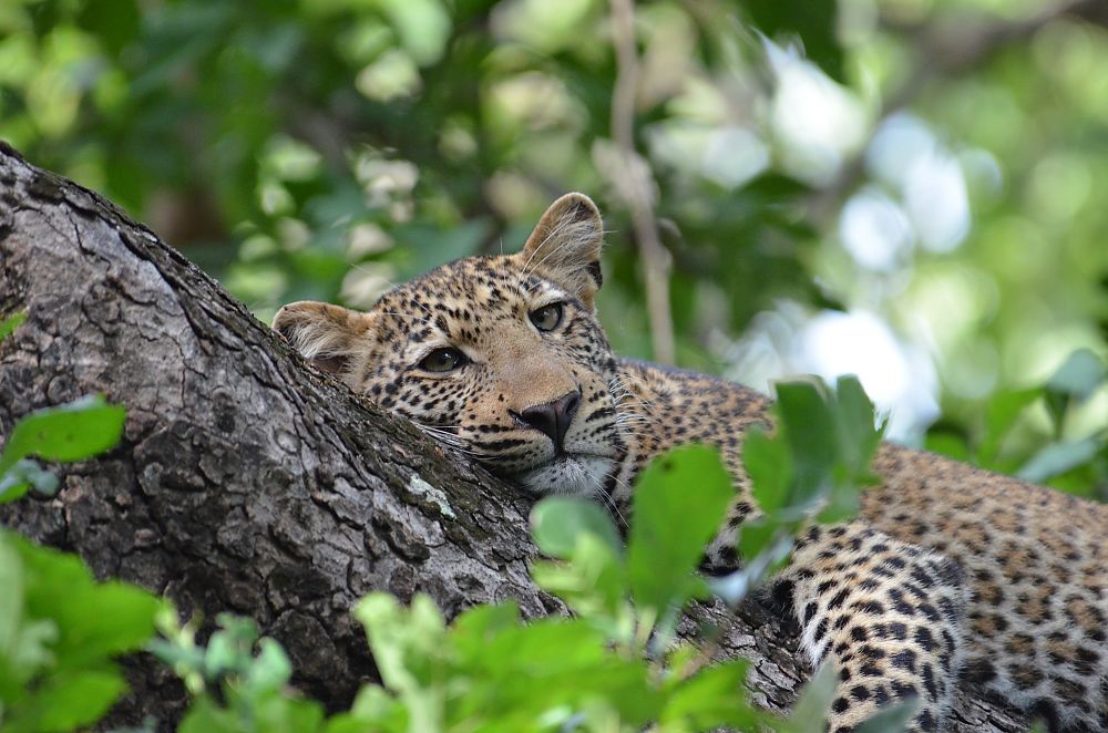 Leopard Zambia