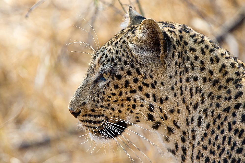 Leopard Zambia