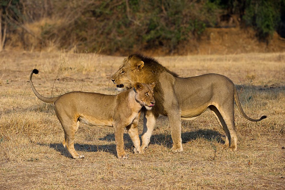 Lions Zambia