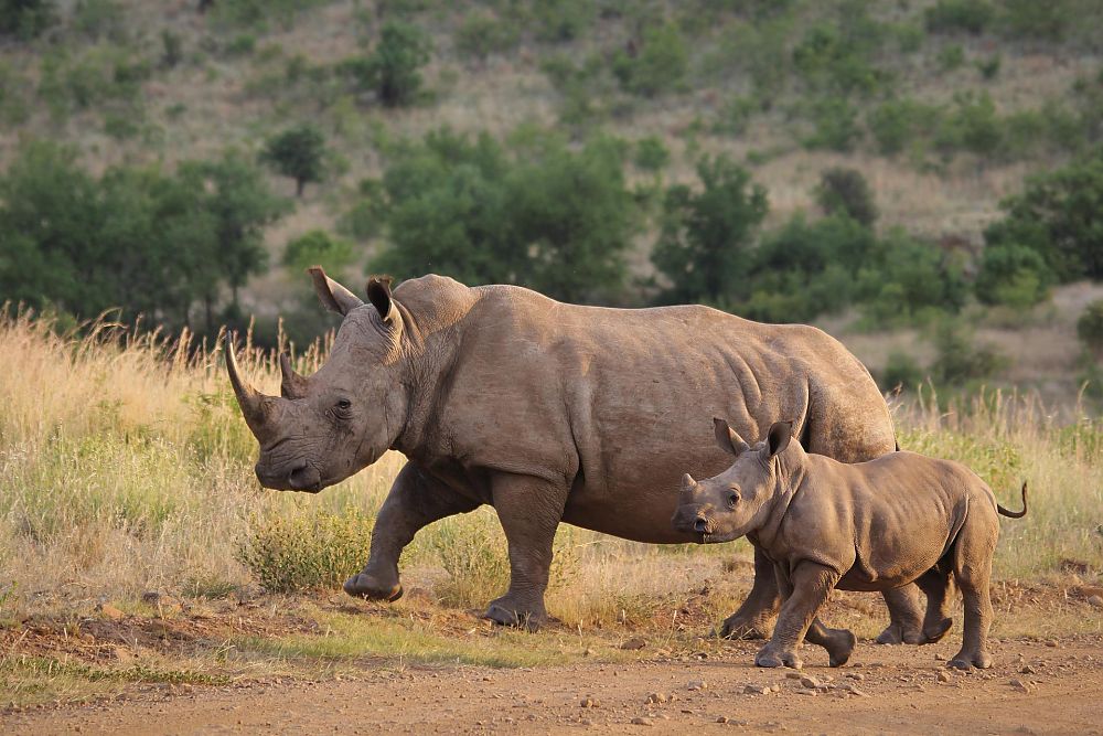 Rhinos Zambia