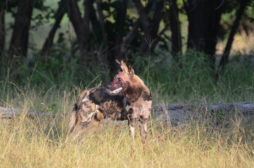 Wild Dog Zambia