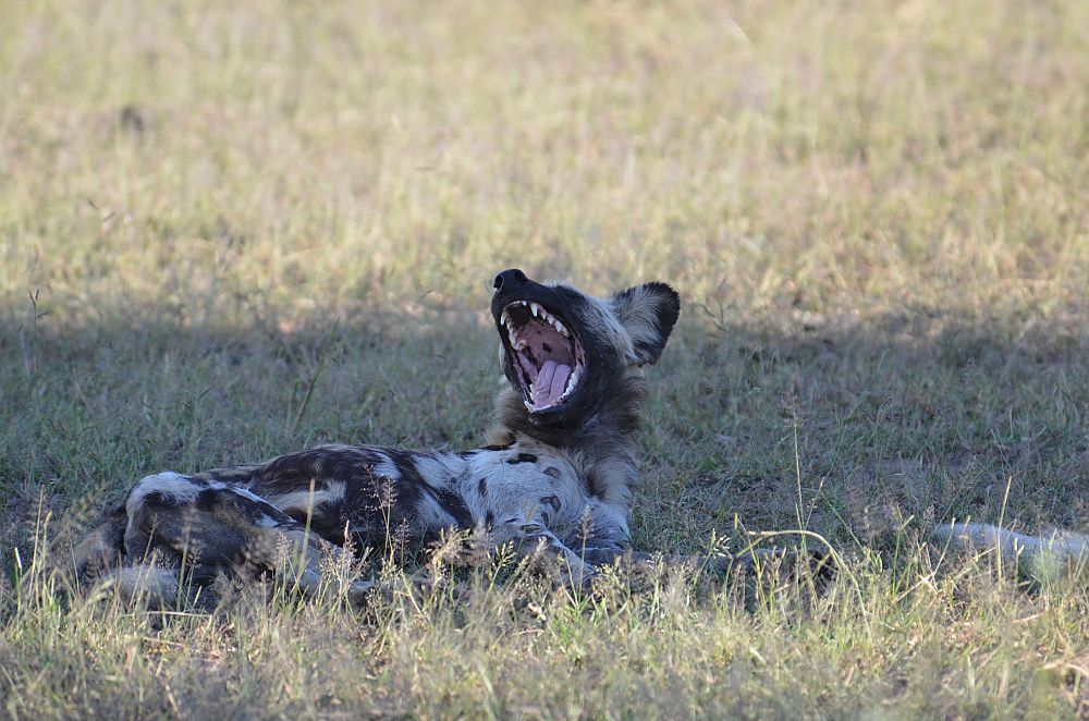Wild Dog Zambia