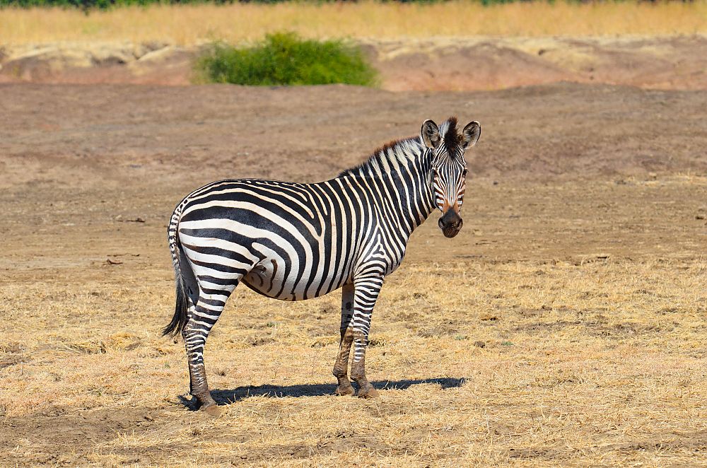 Zebra Zambia