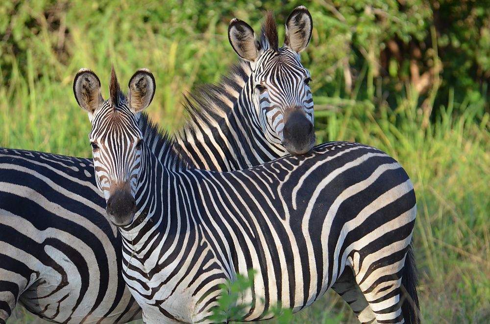 Zebras Zambia