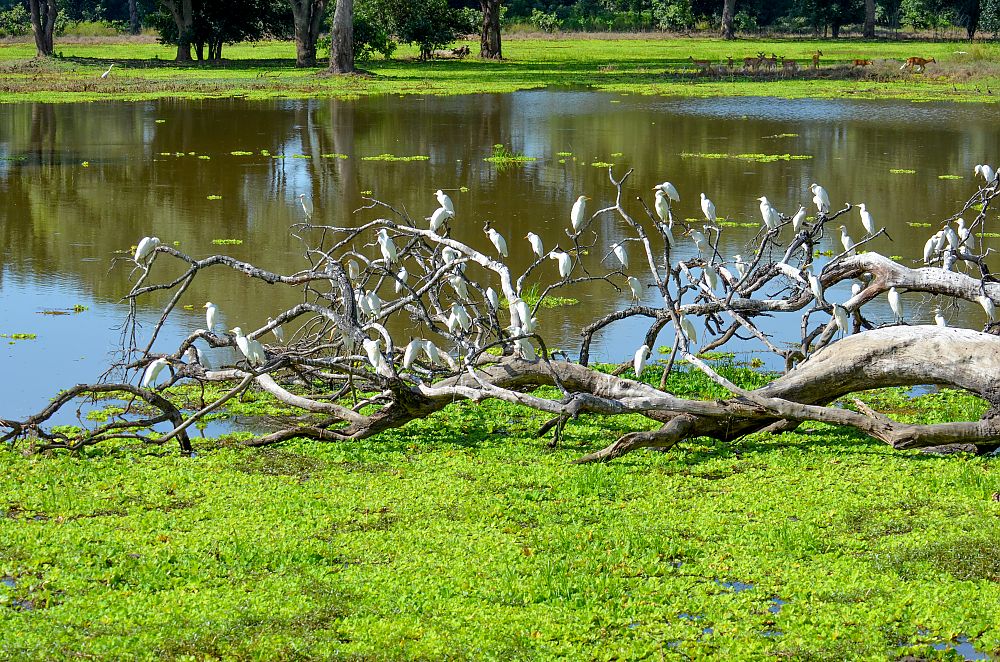 Egrets Zambia