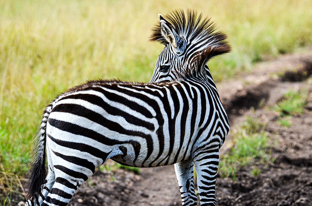 Zebra Zambia