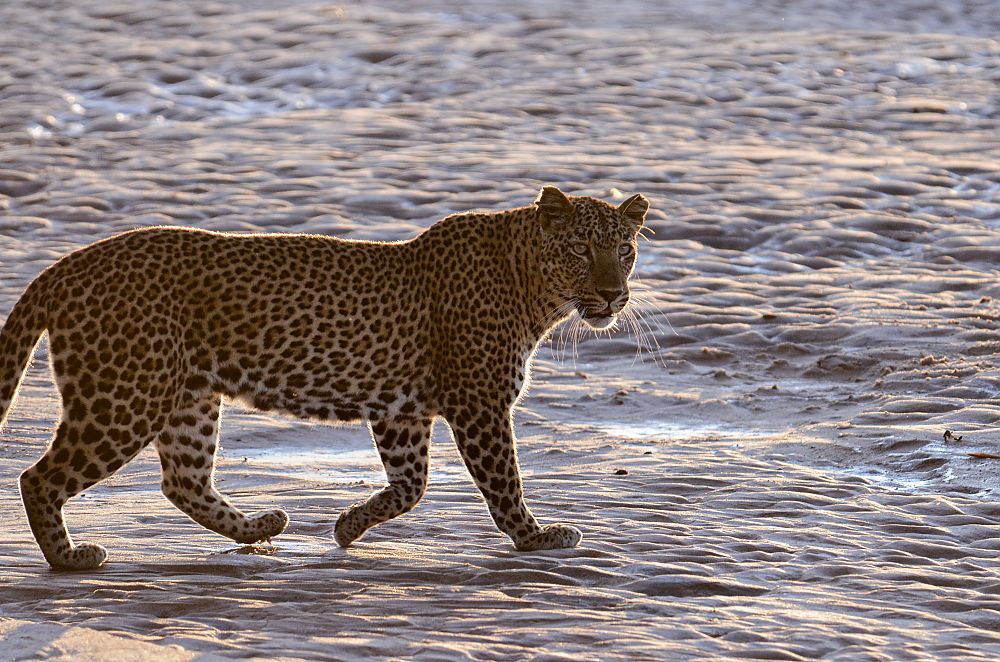 Leopard Zambia