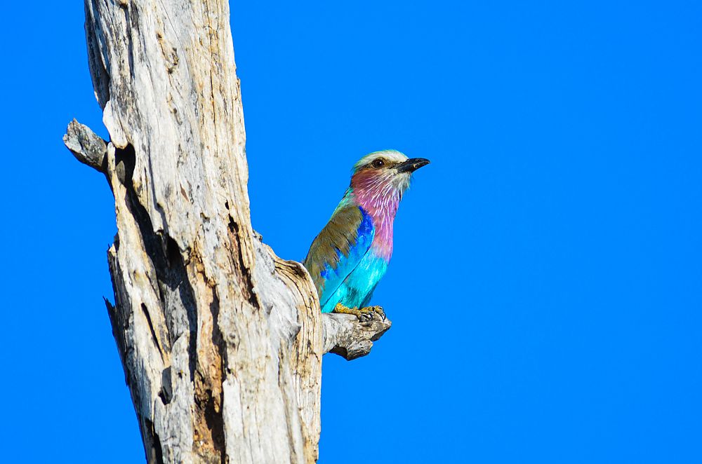 Kingfisher Zambia