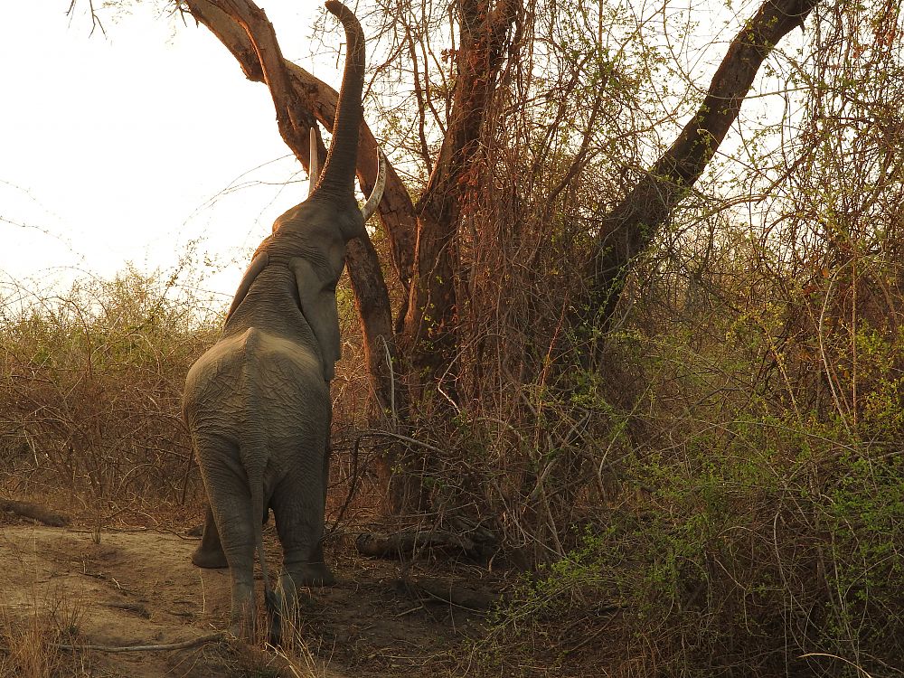Elephant Zambia