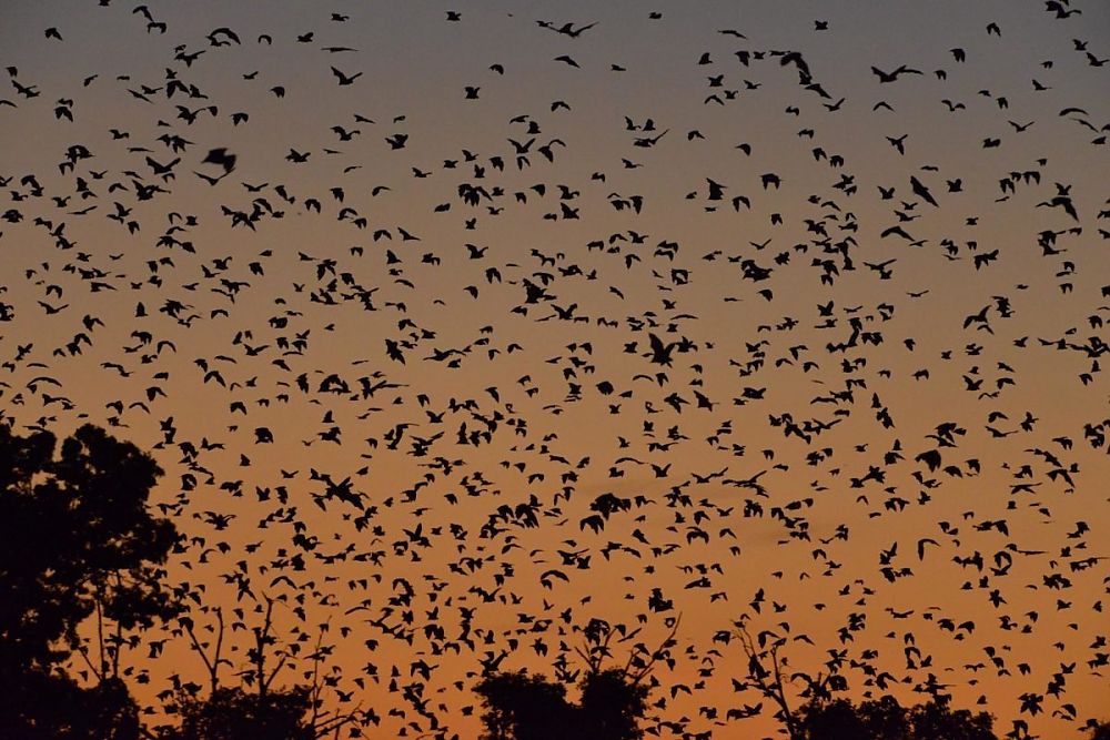 Kasanka Bat Migration