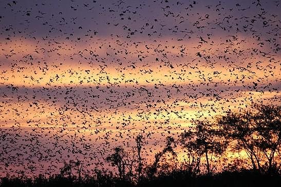 Kasanka Bat Migration