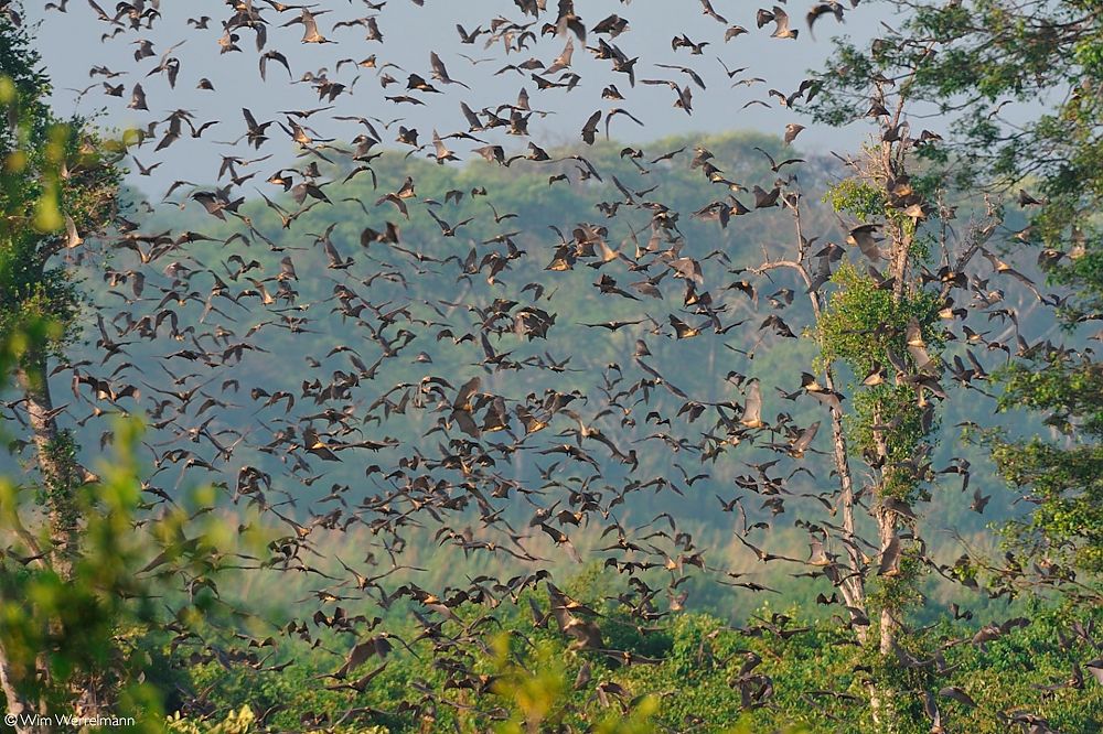 Kasanka Bat Migration