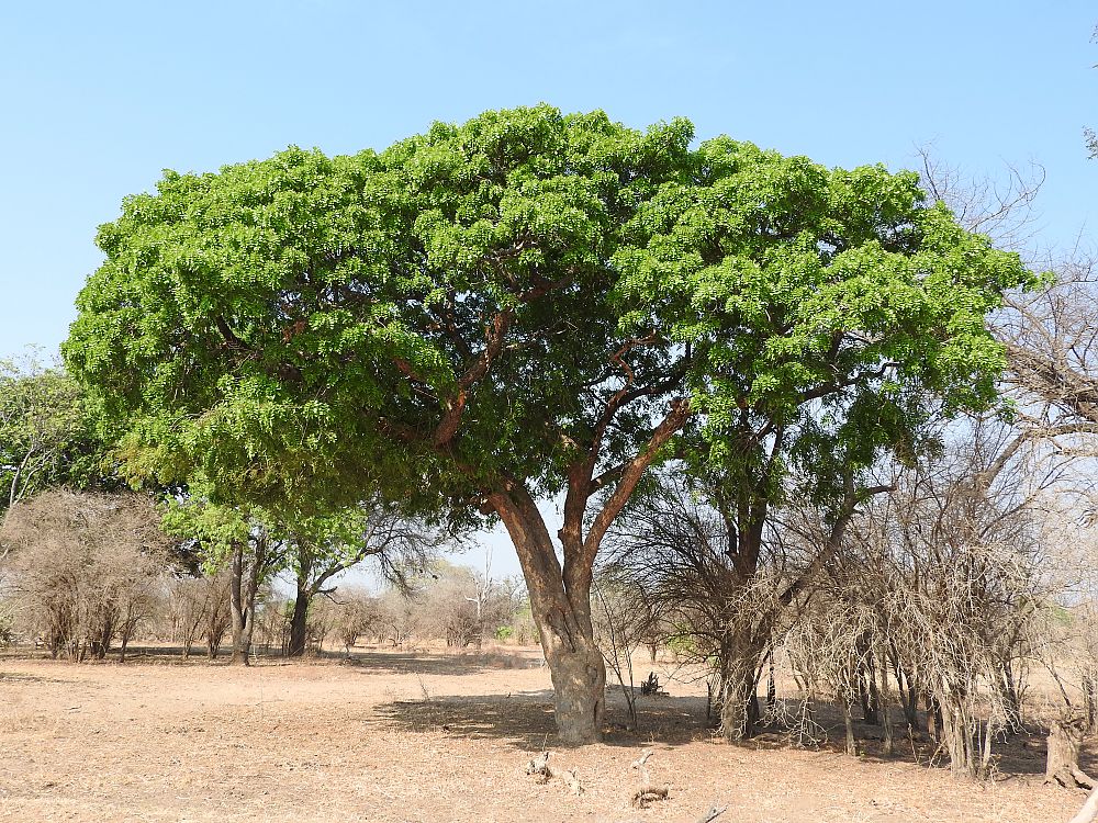 Zambian Baobab Tree