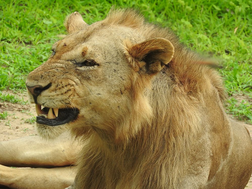 Lion Zambia