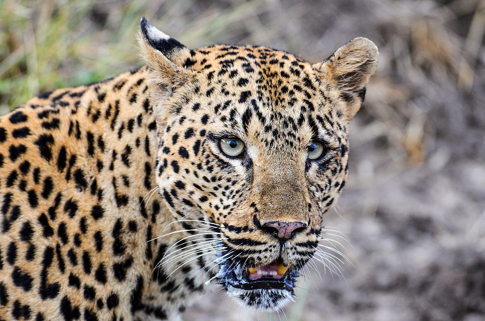 Leopard Zambia