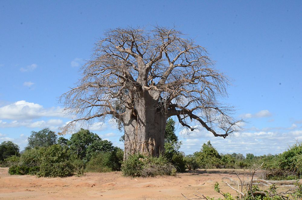 Zambian Baobab Tree