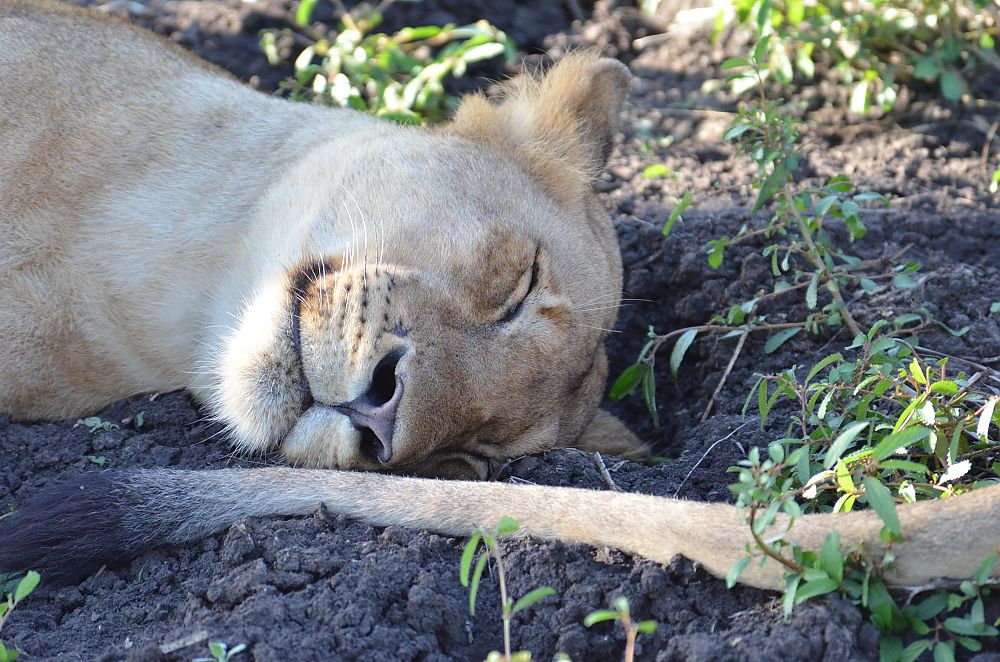 Lion Zambia