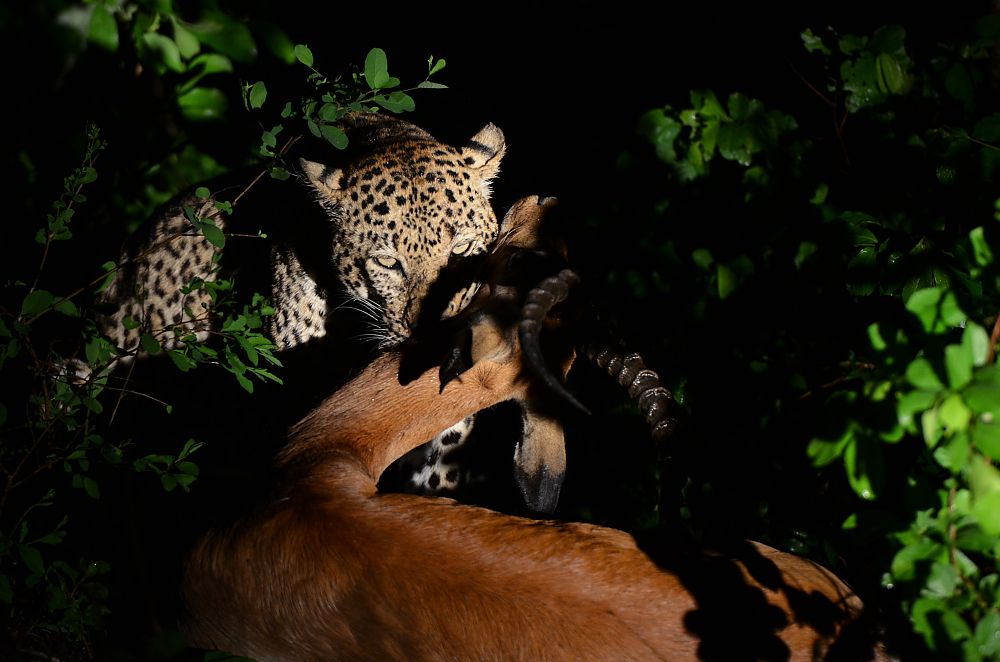 Leopard Kill