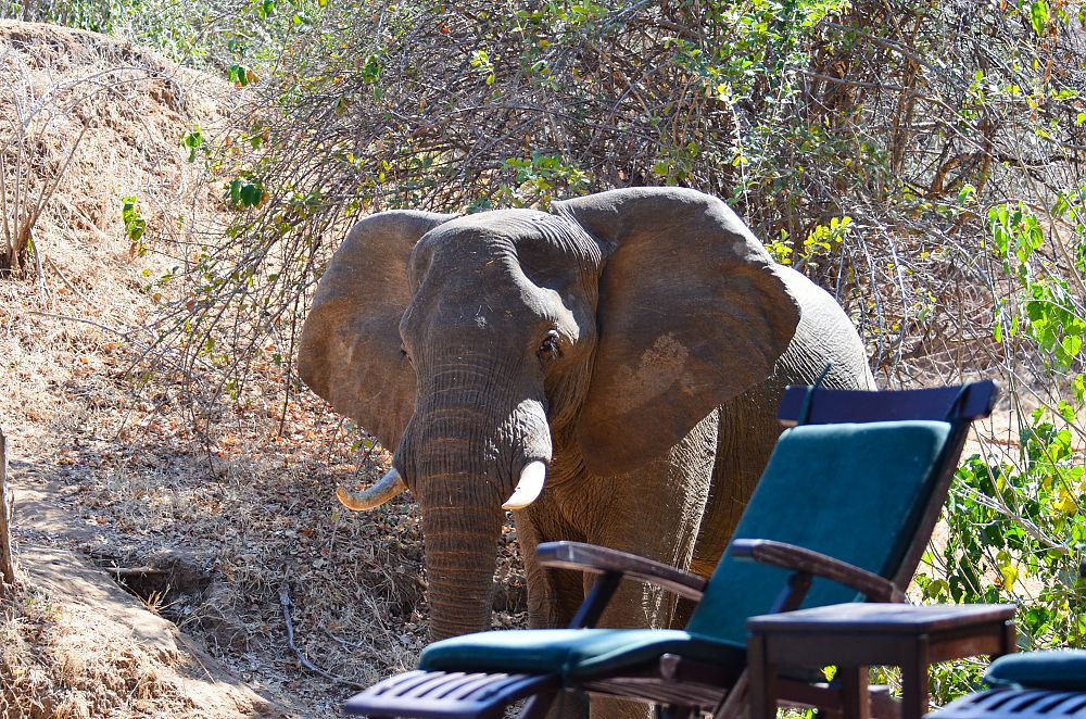 Elephant Zambia
