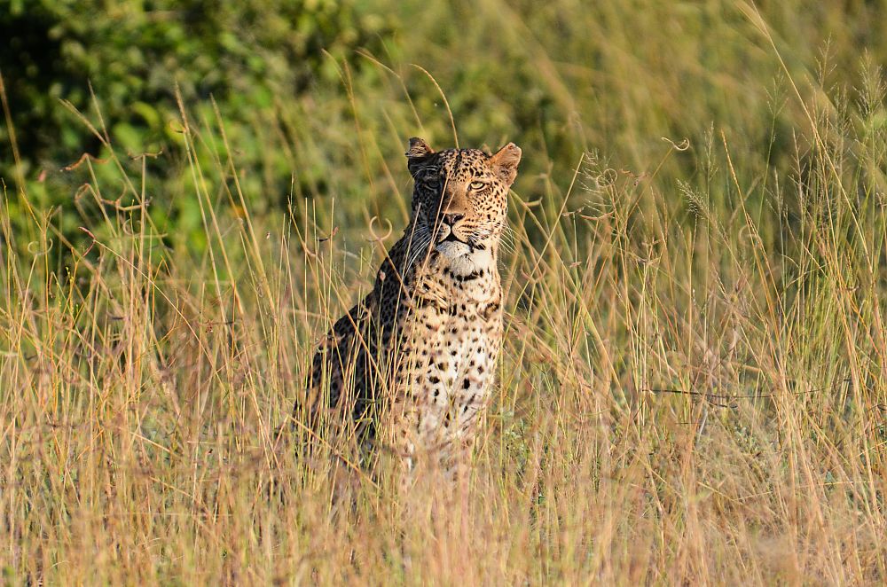 Leopard Zambia