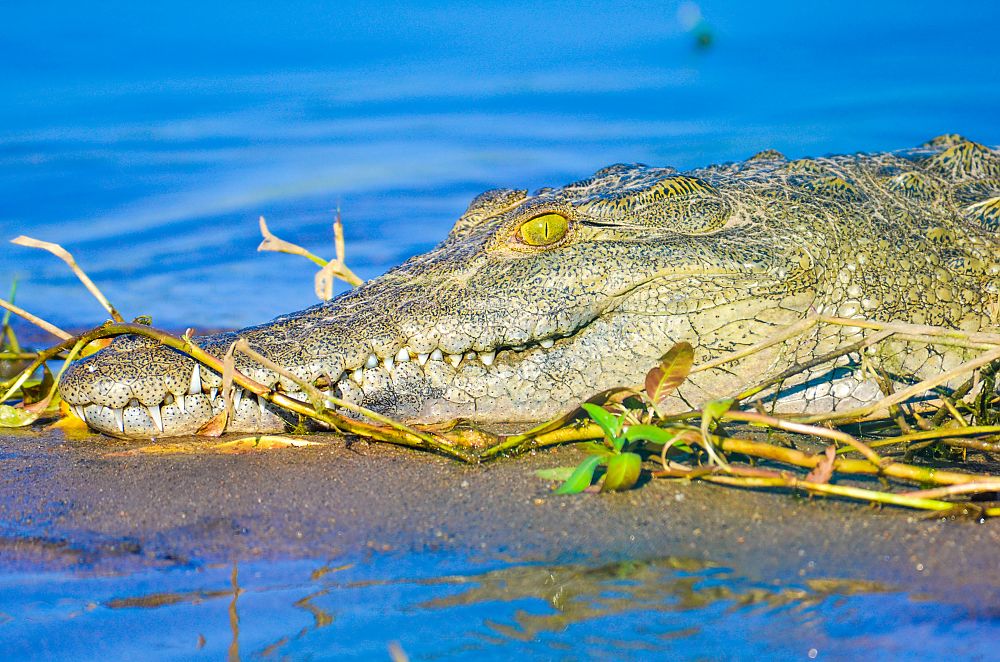 Crocodile Zambia