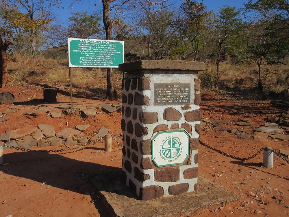 Chirundu Fossil Forest