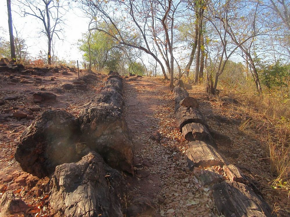 Chirundu Fossil Forest