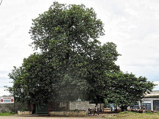 Ndola Slave Tree