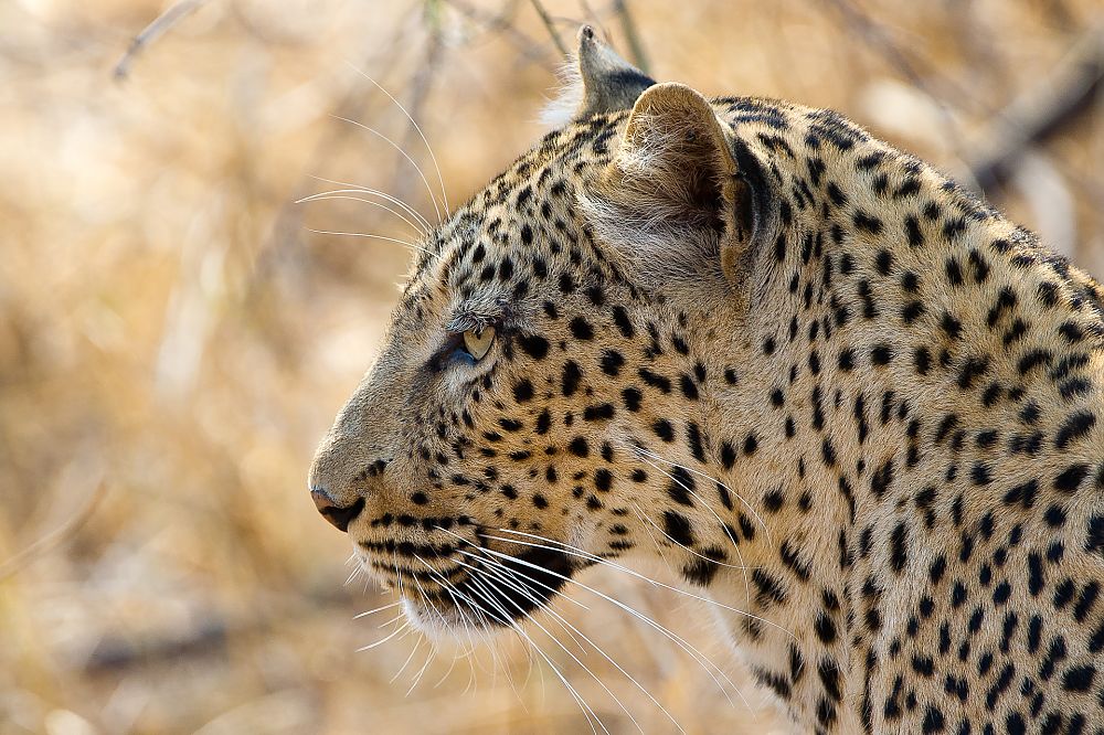 Big Five: Leopard