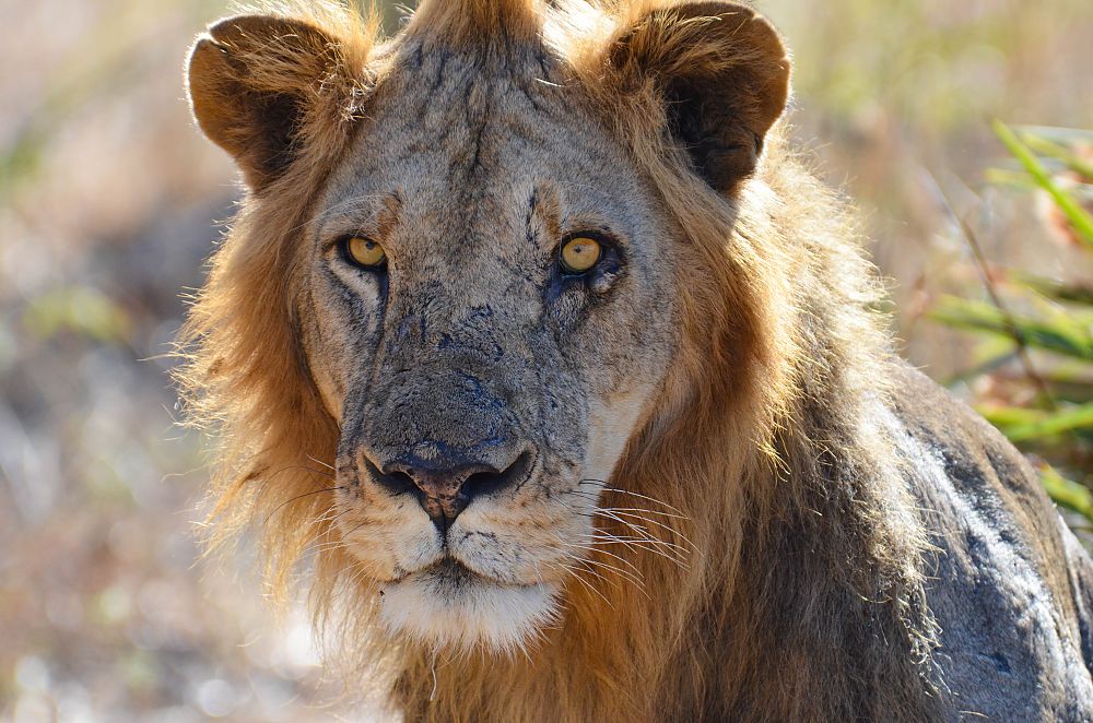 Big Five: Lion