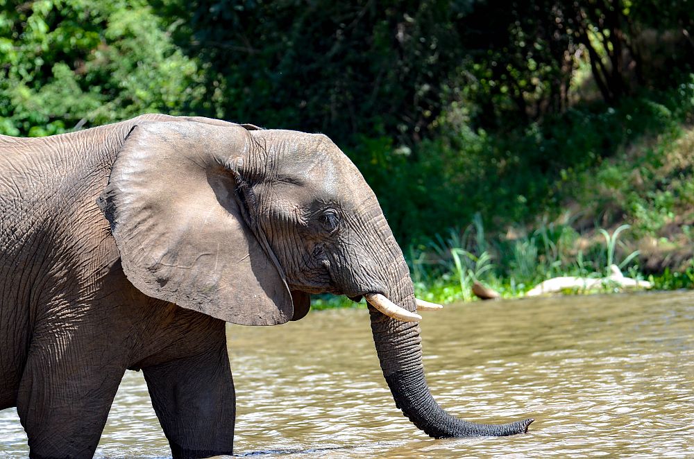 Big Five: Elephant