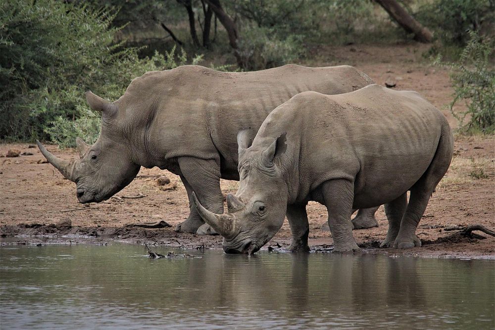 Big Five: Rhino
