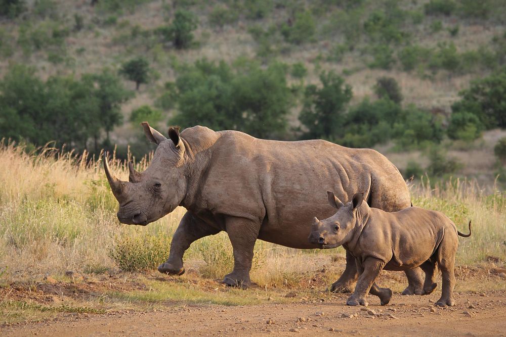 Big Five: Rhino