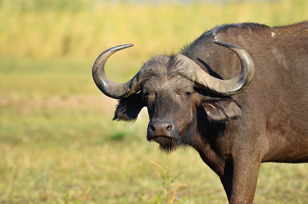 Big Five: Buffalo