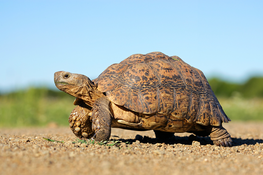 Little Five: Leopard Tortoise