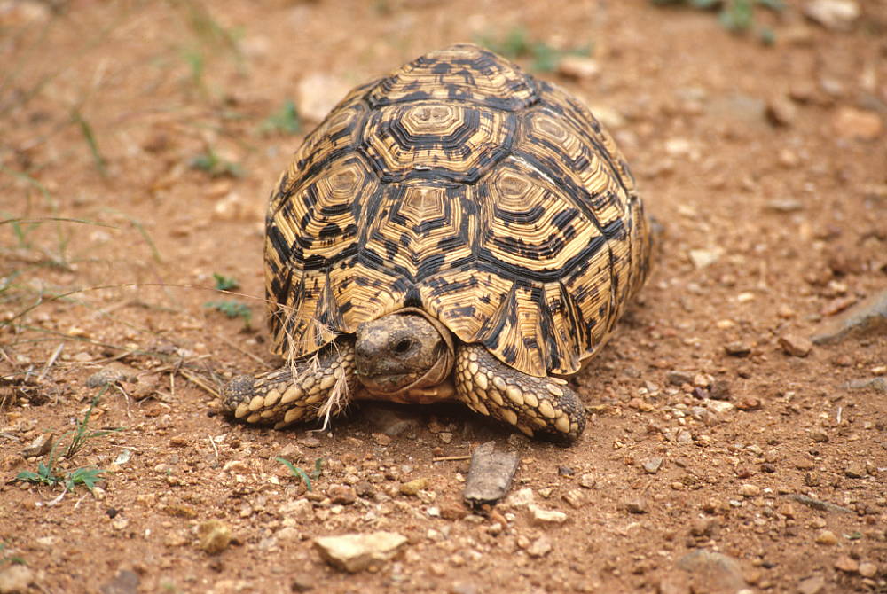 Little Five: Leopard Tortoise