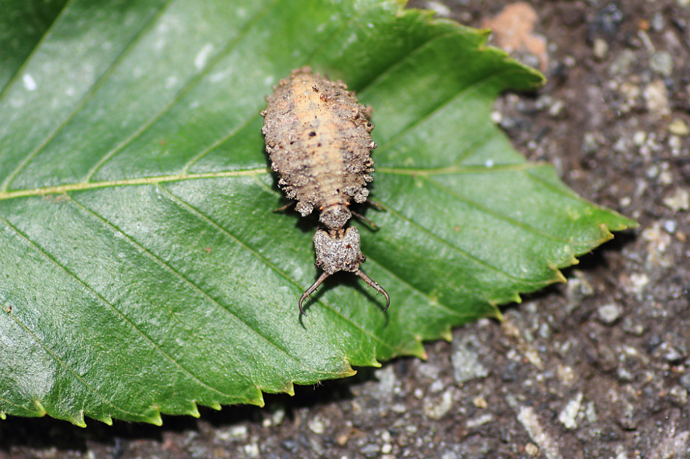 Little Five: Antlion