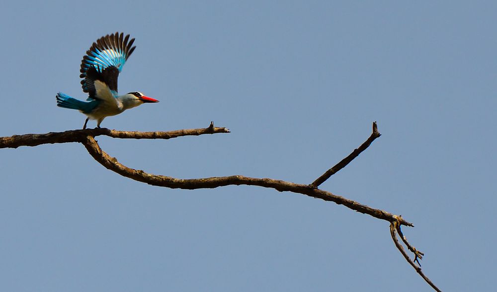 Luangwa Dec 20-48