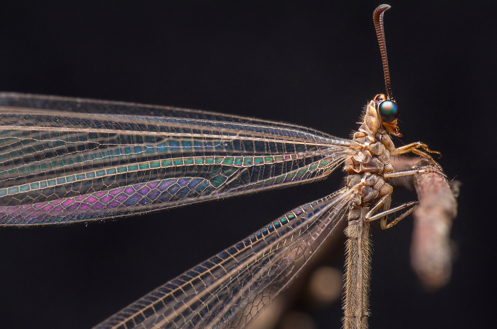 Little Five: Antlion
