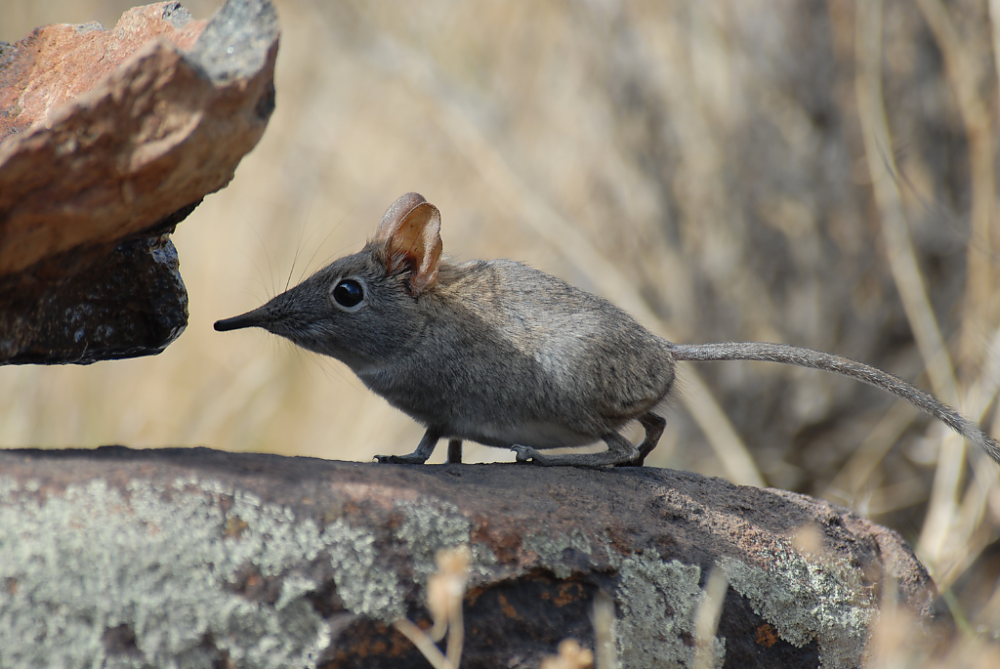 Little Five: Elephant Shrew