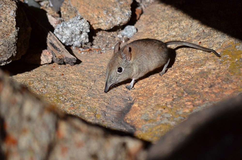 Little Five: Elephant Shrew